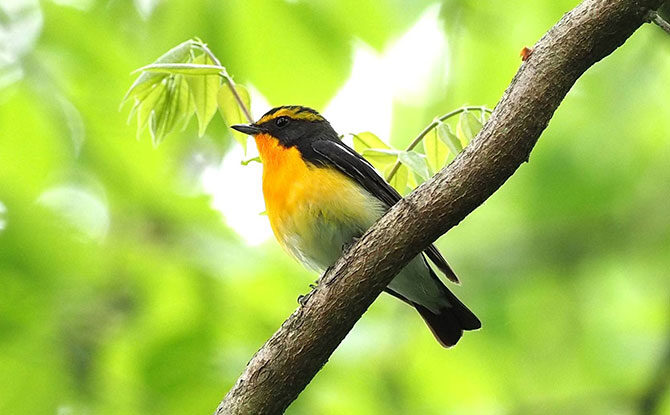 小鳥 身近な鳥 – BIRD FAN （日本野鳥の会）